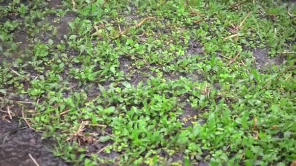 雨滴下湿地的幼芽视频的预览图