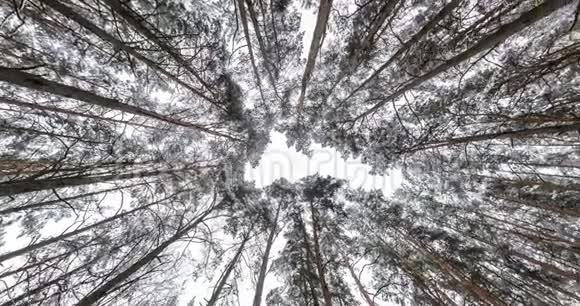 旋转和扭转仰望冬天的森林天空中生长的树木视频的预览图