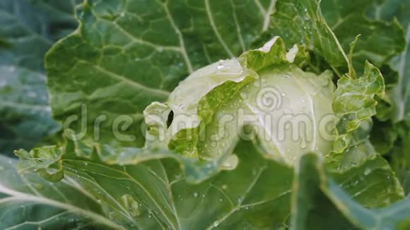 成熟的新鲜卷心菜头雨水滴视频的预览图