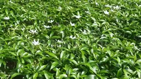 一排排漂亮的花园灌木丛晴天有白花的绿叶视频的预览图