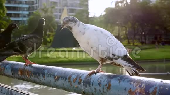 一群鸽子坐在柱子上在公共公园和湖上飞走视频的预览图