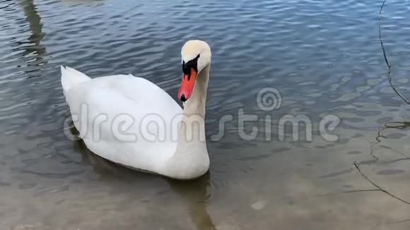 成人白天鹅在湖中游泳优雅的天鹅在平静的水背景下游泳视频的预览图