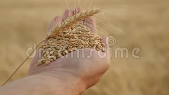 穗与粮食和小麦的手掌农民特写农学家手里拿着成熟的麦粒农业视频的预览图