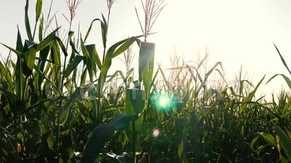 绿色的田野成熟的玉米对抗蓝天玉米穗在阳光下摇动风收获谷物成熟视频的预览图