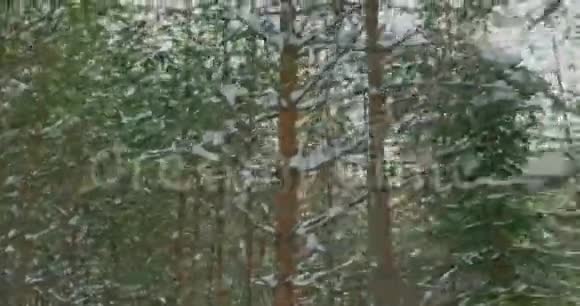 阳光明媚的一天白雪皑皑的森林视频的预览图