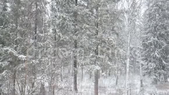 冬林有大雪视频的预览图