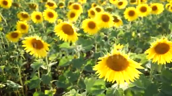 盛开的向日葵农业生产务农在种植食物视频的预览图