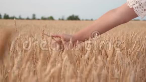 农业企业一位年轻的自由女农夫沿着谷物田走着手里拿着成熟的小穗视频的预览图