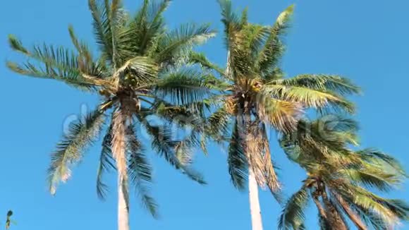 阳光下椰子棕榈树的底部景观棕榈树映衬着美丽的蓝天蓝天上绿棕榈树视频的预览图