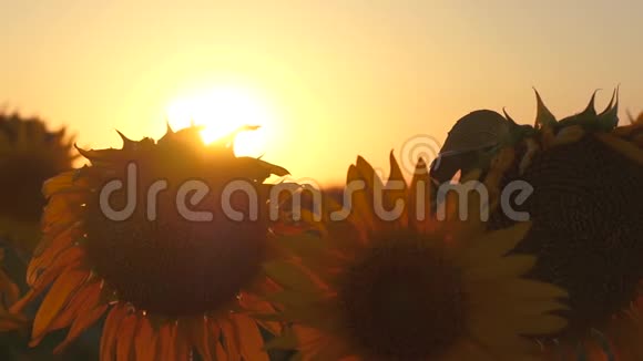 夕阳背景下成熟的向日葵的黄色田野有种子的向日葵的茎在阳光下被风抽走视频的预览图
