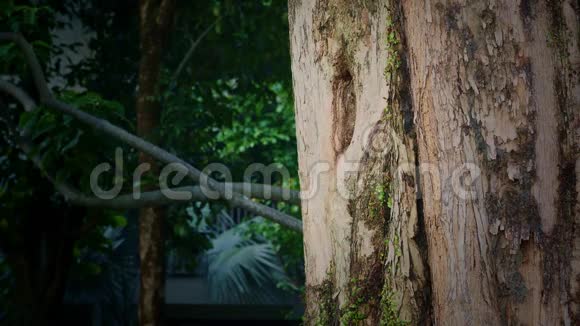 东方属大鸟在新加坡树洞筑巢视频的预览图