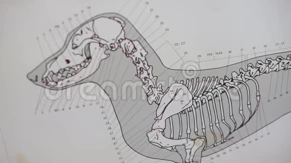 一条狗的骨架计划视频的预览图