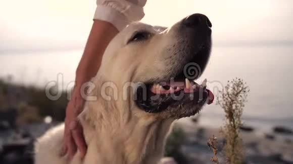 拉布拉多犬享受女性宠物主人的爱抚视频的预览图