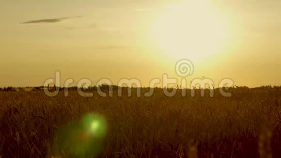 晚熟的麦田映衬着蓝天黎明时小麦穗带谷物泵风粮食收获视频的预览图