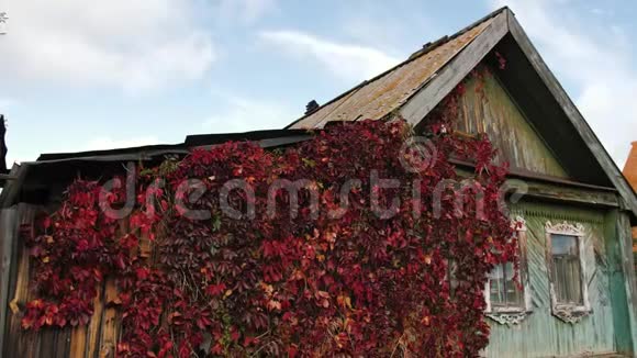 一座旧木屋上的红色植被老木屋长满了绿色植物视频的预览图