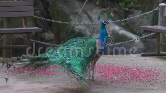 美丽的孔雀五颜六色的尾巴在动物园里吃粉红色的食物颗粒视频的预览图