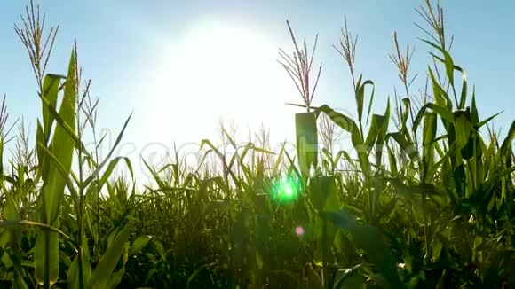 玉米穗在阳光下摇动风在蓝天上成熟玉米的绿色田野收获谷物成熟视频的预览图