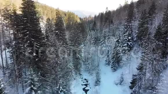 在雪山树梢附近的冬季针叶林喀尔巴阡山脉视频的预览图