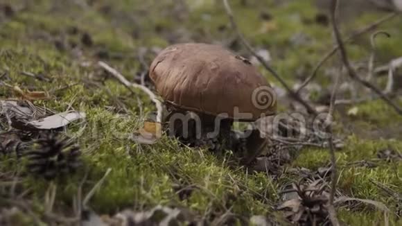 在绿色苔藓的夏季森林中生长的食用林蘑菇褐盖牛肝菌的近景关闭蘑菇视频的预览图