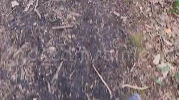 一双雄腿在林地上行走视频的预览图