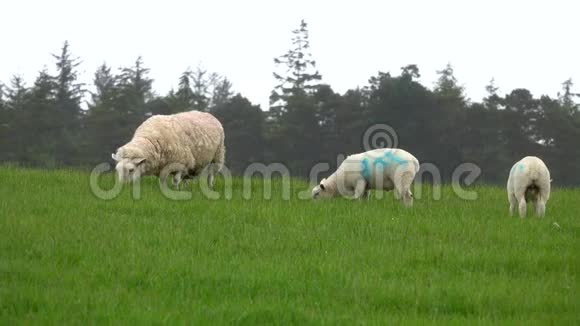 白天在爱尔兰的农场放羊视频的预览图