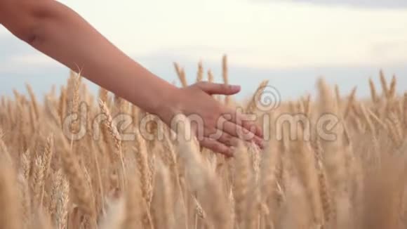 自由的年轻女农民走在一片粮田用成熟的小麦小穗触摸手的概念视频的预览图
