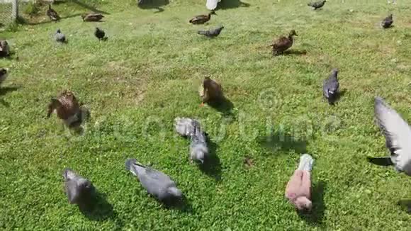城市鸽子和野鸭一起觅食视频的预览图