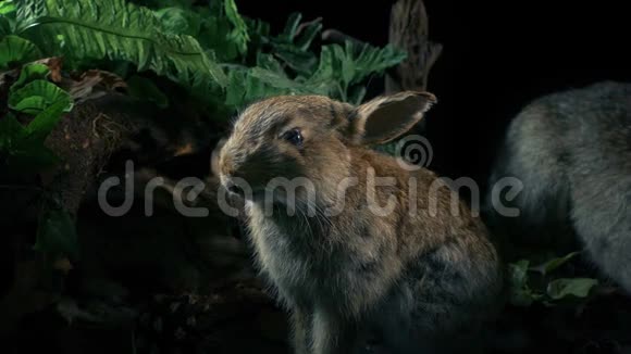 兔子在自然历史展示视频的预览图