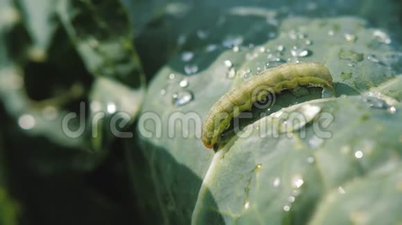 毛毛虫用水滴爬在卷心菜叶上视频的预览图