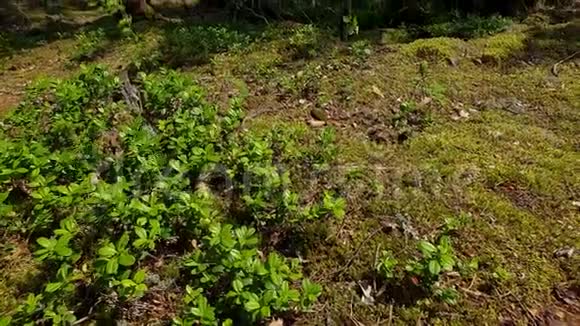 夏日的自然景观一览无遗森林景观以绿树灌木植物为主瑞典欧洲视频的预览图