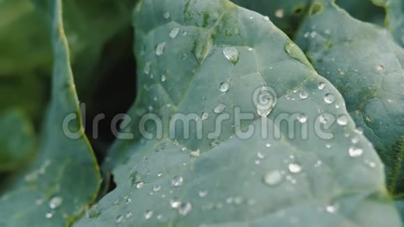 甘蓝鲜叶配雨水滴视频的预览图