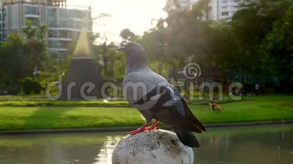 鸽子坐在柱子上坐在公园里坐在湖和草坪上视频的预览图