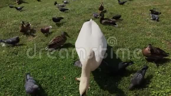 城市鸽子和野鸭和它们一起吃白天鹅视频的预览图