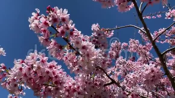 粉红樱桃光泽对蓝天视频的预览图