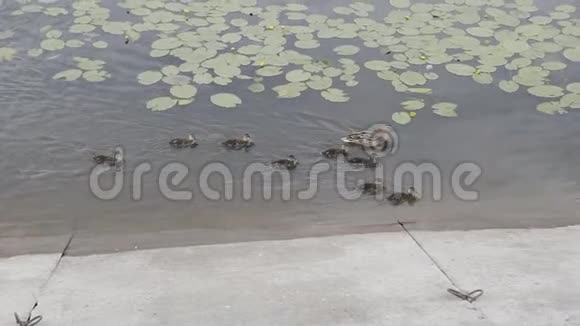 灰鸭和小鸭子在湖上游泳视频的预览图