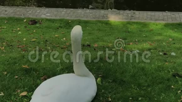 绿草上美丽的白天鹅视频的预览图