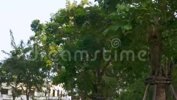 城市的风日风中树木的皇冠视频的预览图