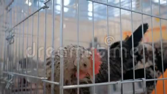 鸡在笼子里吃种子的农业动物展览市场视频的预览图