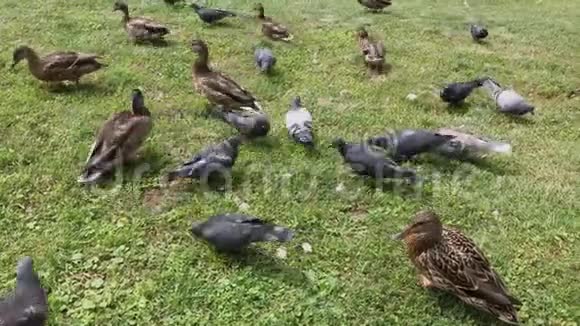 城市鸽子和野鸭一起觅食视频的预览图