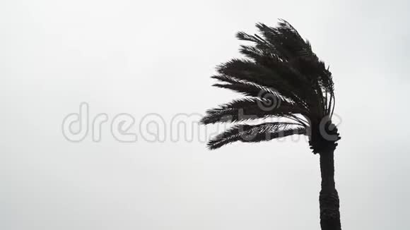 大风时高大的棕榈树带雨视频的预览图