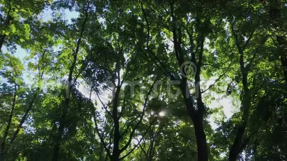 绿色的树冠映衬着天空视频的预览图