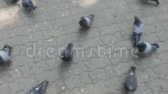 城市鸽子吃铺路板上的种子视频的预览图