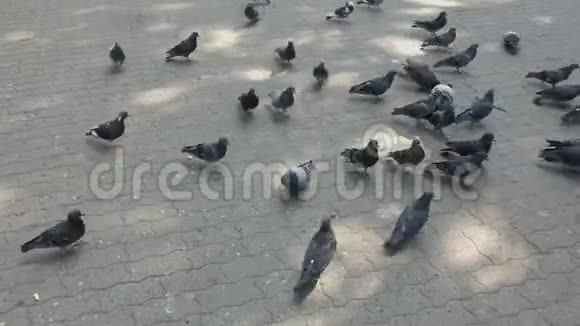 城市鸽子吃铺路板上的种子视频的预览图
