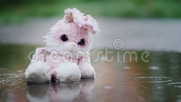 可爱的潮湿的粉红色野兔坐在雨中的水坑里视频的预览图