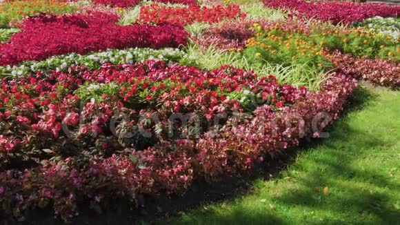 夏日公园里美丽的花坛视频的预览图
