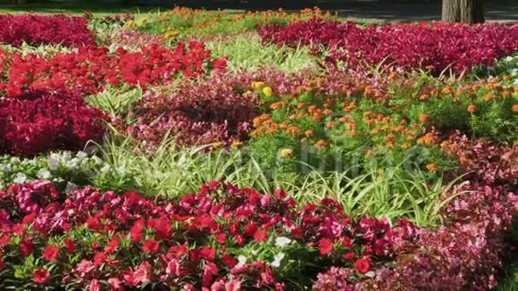 夏日公园里美丽的花坛视频的预览图