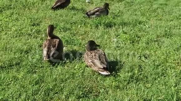 野鸭在夏天的草地上散步视频的预览图