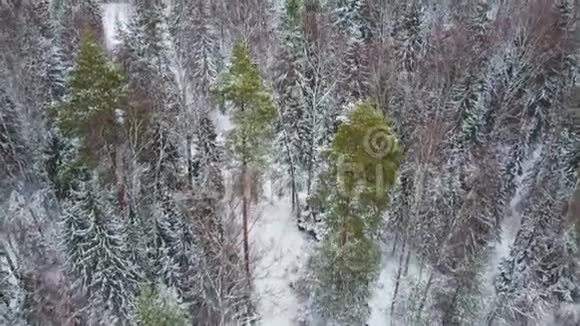 镜头横跨雪中云杉和松树的冬林视频的预览图