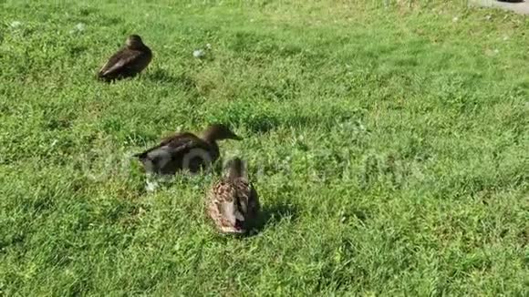 野鸭在夏天的草地上散步视频的预览图