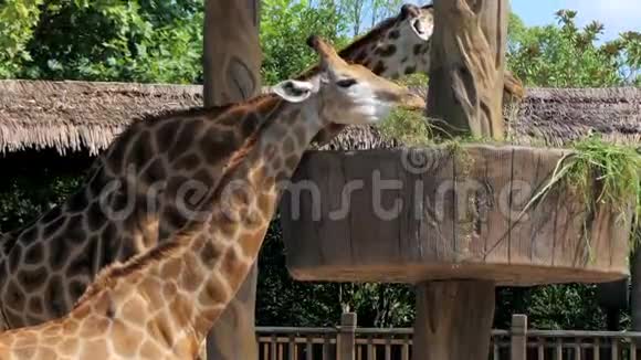 两只长颈鹿在动物园里吃草动物园里的长颈鹿动物园里漂亮的长颈鹿视频的预览图